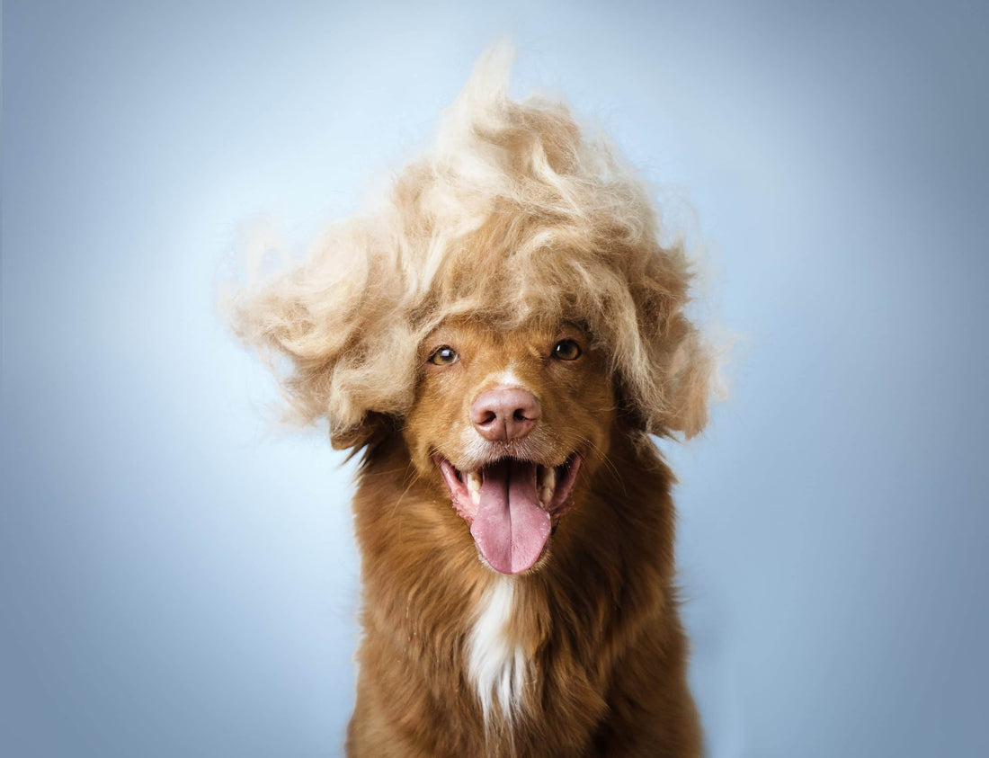 How to Remove Pet Hair From Clothes, Furniture, and Your Car (Without the Hassle)